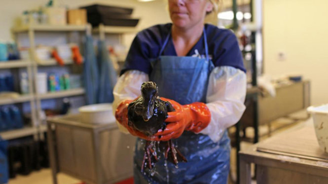 Một chú chim biển may mắn được cứu sống - Ảnh: Reuters.