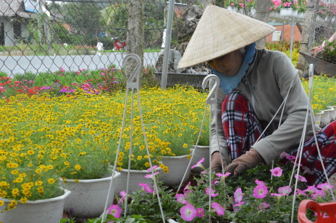 Chăm sóc hoa kiểng tại Chợ Lách, Bến Tre - Ảnh: Thành Nhơn
