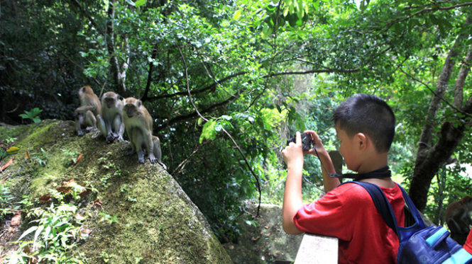 Du khách chụp ảnh lũ khỉ ở biển Monkey - Ảnh: Tấn Phong