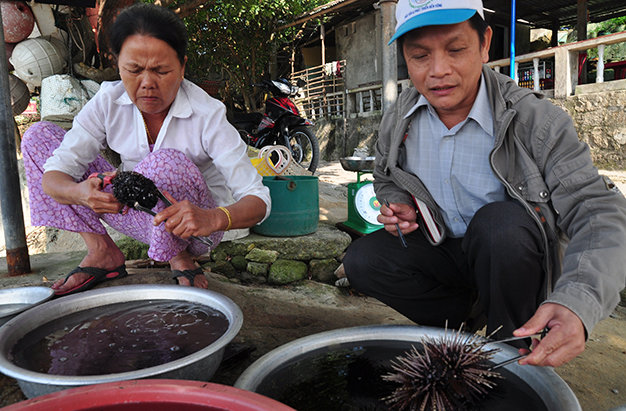 TS Trinh (phải) kiểm tra các loài động vật biển tại một vựa hải sản ở Cù Lao Chàm - Ảnh: Tấn Vũ