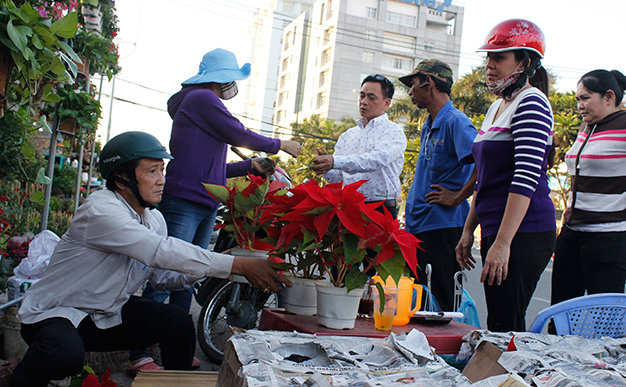 Với giá bán 70.000 - 80.000 đồng/chậu, hoa trạng nguyên được lấy từ Đà Lạt là loại được nhiều khách hàng chọn mua