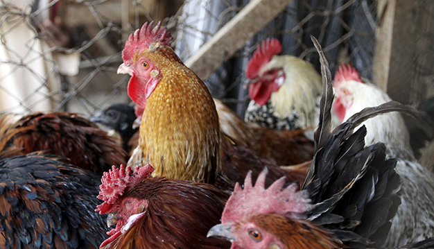 Dịch cúm gia cầm đang ảnh hưởng nghiêm trọng đến xuất khẩu thịt của Hàn Quốc - Ảnh: Reuters