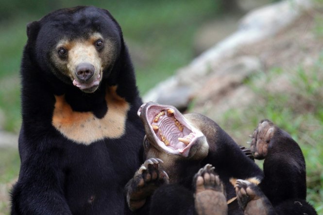 Hai con gấu chó (Helarctos malayanus) tại Trung tâm cứu hộ gấu Việt Nam thuộc Vườn quốc gia Tam Đảo. Vấn nạn giết gấu lấy mật trong hoang dã hầu như không kiểm soát được. Gấu chó hiện đã tuyệt chủng tại Singapore và đang bị đe dọa tuyệt chủng ở Bangladesh và Trung Quốc - Ảnh: Luong Thai Linh/EPA