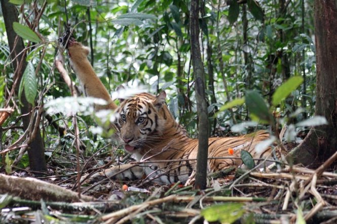 Săn bắn trộm là mối đe dọa lớn nhất đối với loài hổ. Hiện trên thế giới còn chưa đầy 3.200 con trong hoang dã - Ảnh: Getty Images
