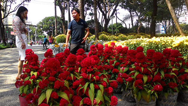 Vừa trắng đêm vận chuyển hoa từ Tiền Giang lên công viên 23-9 (Q.1, TP.HCM), sáng sớm anh Nguyễn Tiến Hoàng đã có khách đến “mở hàng” mua 30 cặp hoa cúc và một cặp hoa mào gà - Ảnh: Hoàng Lộc