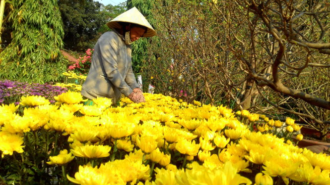 Bà Tuyết ( Đồng Tháp) chăm sóc vựa hoa cúc cho biết sáng sớm đã có người “mở hàng” mua 4 cặp hoa cúc và hoa cát tường. Ảnh Hoàng Lộc