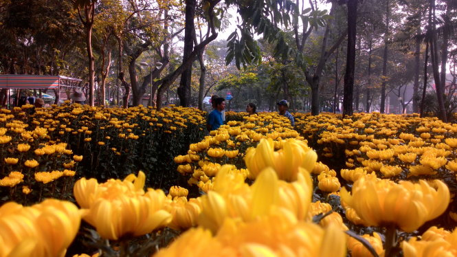 Khách mua hoa cúc tại công viên 23 – 9 (Q.1). Ảnh Hoàng Lộc