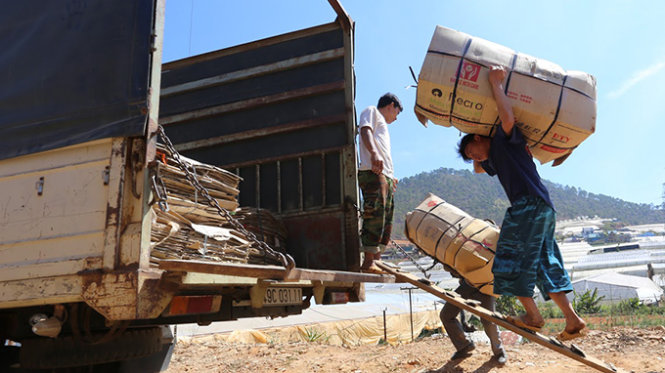 Xe tải đi khắp các vườn gom hoa ký gửi để chuyển đi các tỉnh. Ảnh: MAI VINH