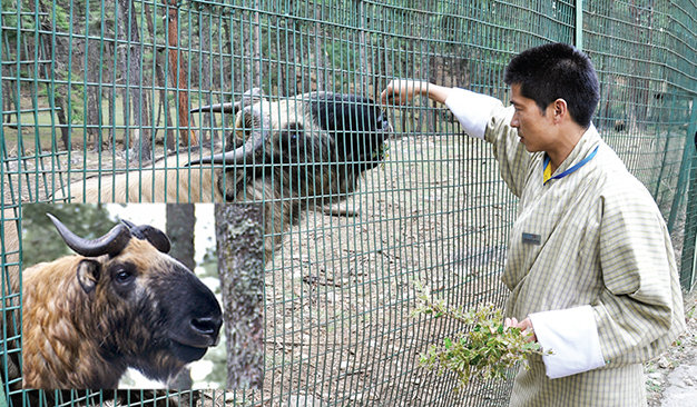 Một con takin trong vườn thú Motithang - Ảnh: Lê Đức Dục