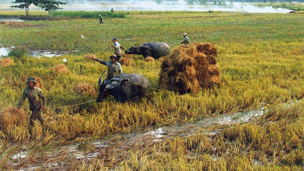 Cộ lúa mùa gió chướng ở làng Vĩnh Trạch (Bạc Liêu) - Ảnh: Quang Hùng