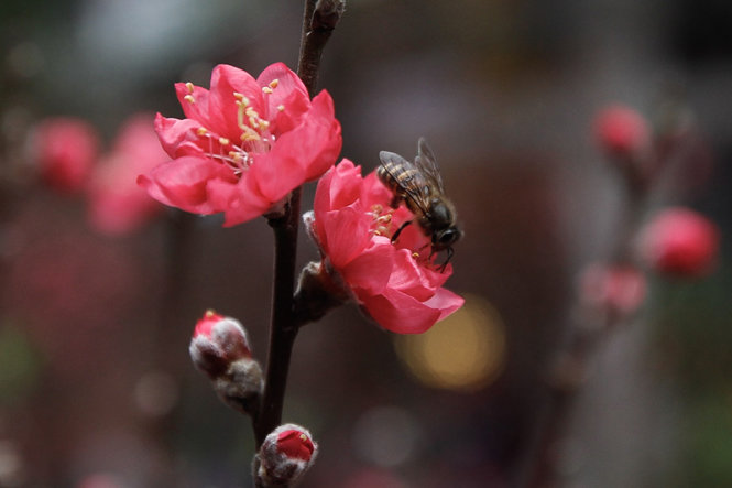 	Một chú ong hút phấn hoa trên một bông hoa đào bích - Ảnh: Nguyễn Khánh
