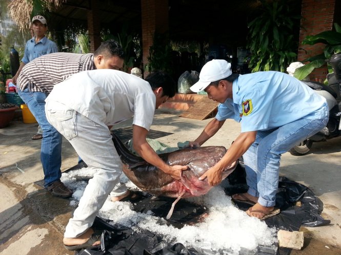 Chú cá leo dài 1,7m được đưa vào bếp - Ảnh : Đại Việt