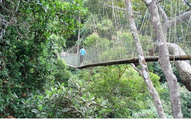 Taman Negara là cầu treo dài nhất ở Malaysia với chiều dài lên đến 530m, nằm trên đỉnh của cây cổ thụ lâu đời ở vườn quốc gia Taman Negara - Ảnh: CNN