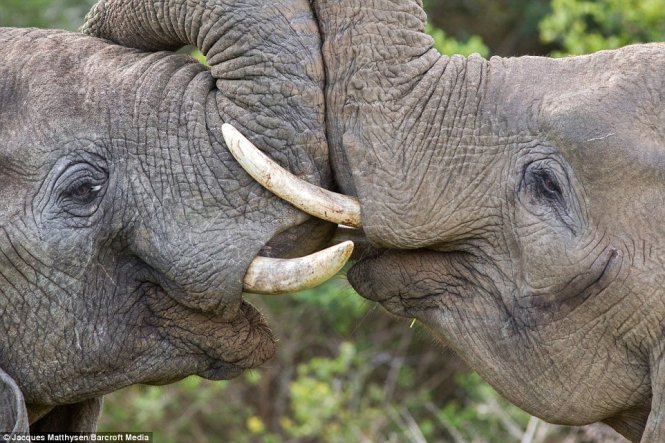 Jacques Matthysen, hiện là nhiếp ảnh gia làm việc tại khu du lịch, cho biết việc hai chú voi thể hiện tình cảm khiến anh ngạc nhiên