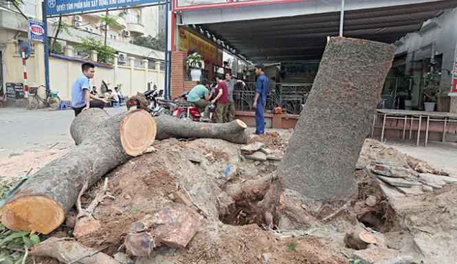 Cây xanh bị đốn hạ trên đường Nguyễn Chí Thanh (Hà Nội) - Ảnh: Việt Dũng