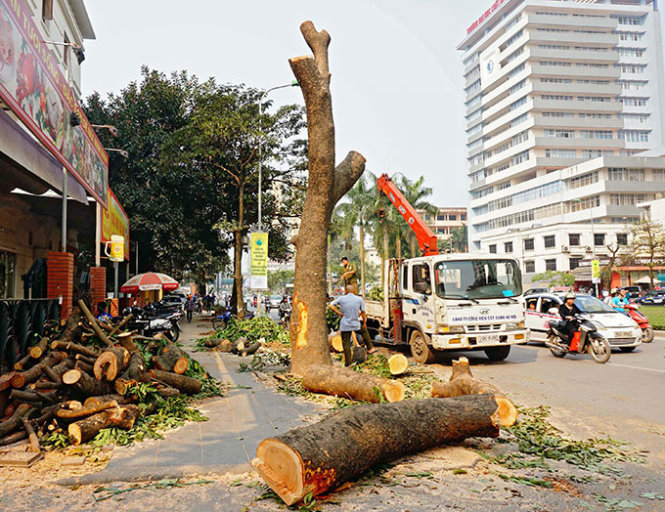 Chặt hạ cây xanh trên đường Nguyễn Chí Thanh (Hà Nội) - Ảnh: V.Dũng