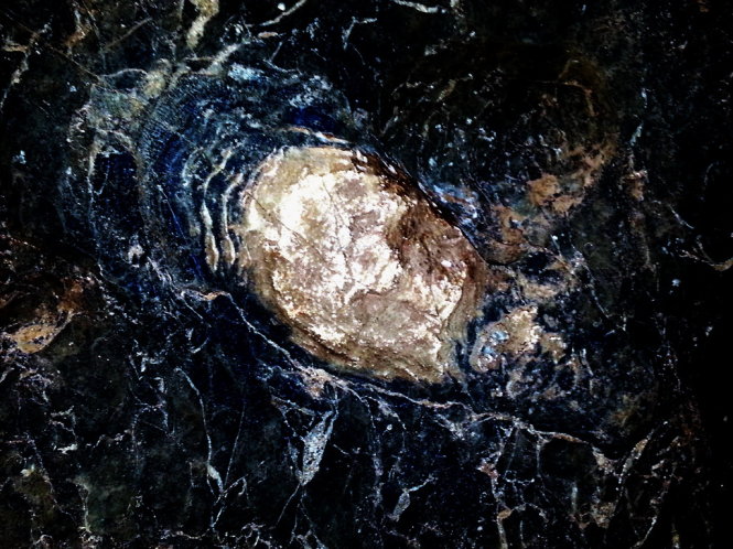 Hoá thạch của một số loài sinh vật trong hang Tối