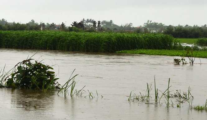 Các ruộng bắp, đậu phộng đang thời điểm đậu quả ở xã Quảng An (huyện Quảng Điền) đã bị ngập trong nước lũ - Ảnh: An Bang