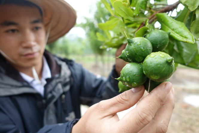 Một số vườn mắc ca trồng tại Đà Lạt bắt đầu cho quả sau 4 năm trồng. Ảnh: MAI VINH