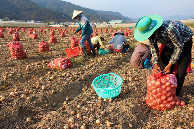 Tại xã Lạc Lâm, huyện Đơn Dương người dân đổ bỏ hành tây loại 3. Mọi năm hành tây loại này thương lái mua từ 2.000-2.500 đồng/kg - Ảnh: C.Thành