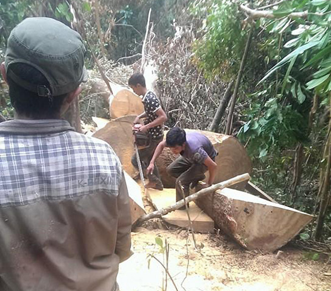 Video clip và một loạt hình ảnh phá rừng được tung lên trang Facebook của Vũ Đình Lộc