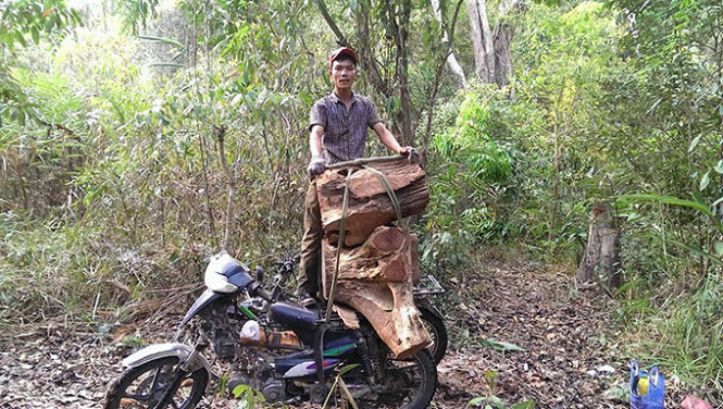 Video clip và một loạt hình ảnh phá rừng được tung lên trang Facebook của Vũ Đình Lộc