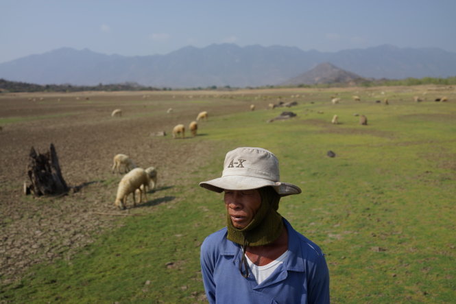 Anh Bạch Thanh Luông thả bầy cừu trên vùng cỏ được mọc lên từ... đáy hồ Suối Lớn - Ảnh: Thuận Thắng