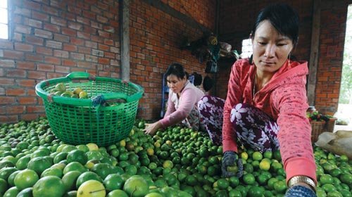 Các công nhân của gia đình anh Huỳnh Văn Tài - một tỉ phú trồng chanh ở xã Bình Hòa Nam - phân loại chanh trước khi đưa ra chợ - Ảnh: Thuận Thắng