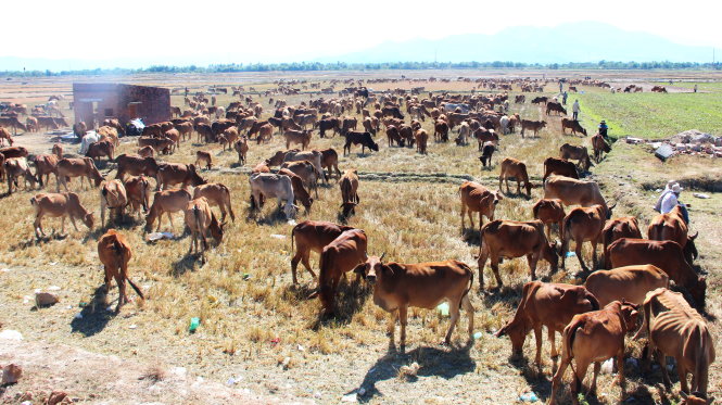 Hàng ngàn gia súc đang đổ dồn về vùng đồng bằng, chen nhau nhai từng gốc rạ - Ảnh: V.Sự