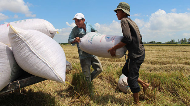 Người dân thu hoạch lúa hè thu ở huyện Châu Thành, An Giang - Ảnh: T.Mạnh