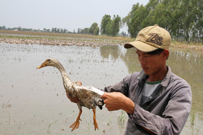 Hiệu quả từ các mô hình sinh kế mùa lũ cho người dân vùng Đồng Tháp Mười