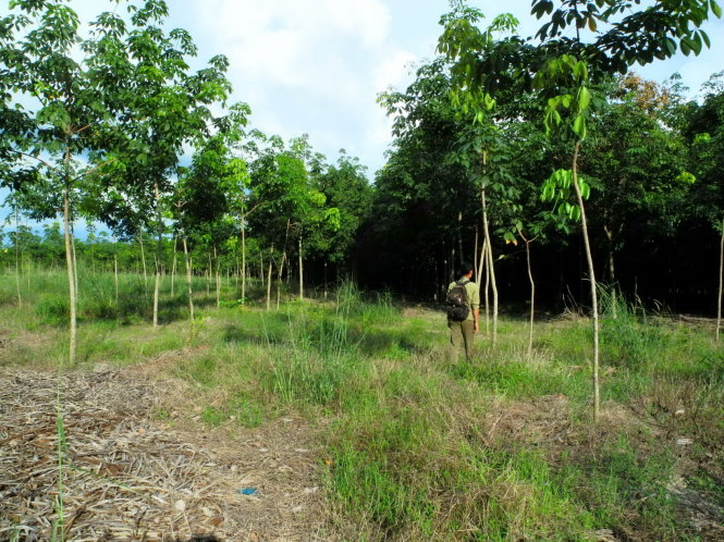Một góc rừng phòng hộ Tà Thiết, nơi nhiều cán bộ Bình Phước được “ban phát” đất rừng - ẢNH: Ngọc Hậu