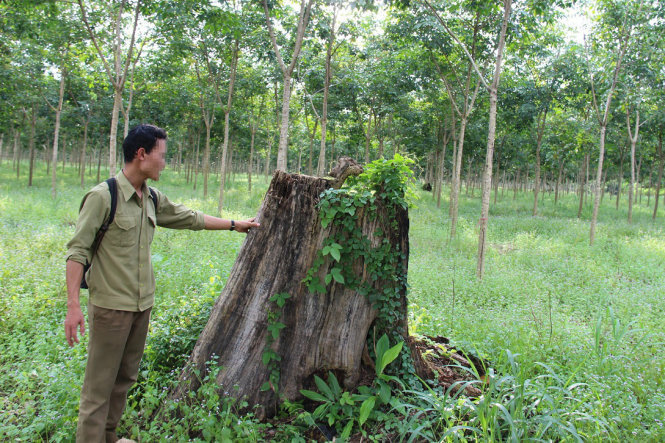 Một góc rừng phòng hộ Tà Thiết, nơi nhiều cán bộ tỉnh Bình Phước được “ban phát” đất rừng - Ảnh: Ngọc Hậu