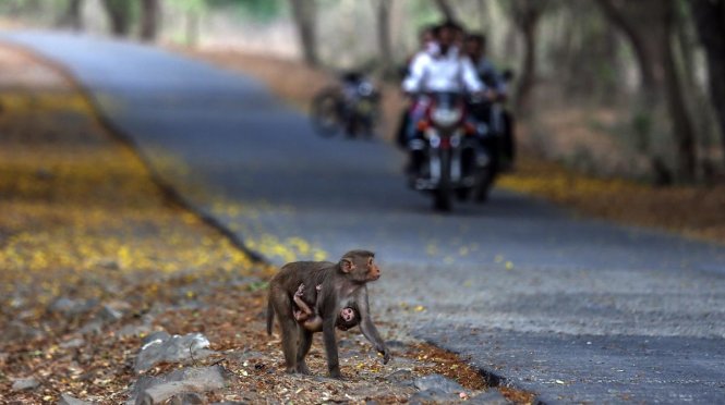 Mẹ con khỉ đáng yêu bắt gặp trên một con đường tại vườn quốc gia Sanjay Gandhi ở Mumbai, Ấn Độ ngày 22-4 - Ảnh: Andrew Harnik/AP