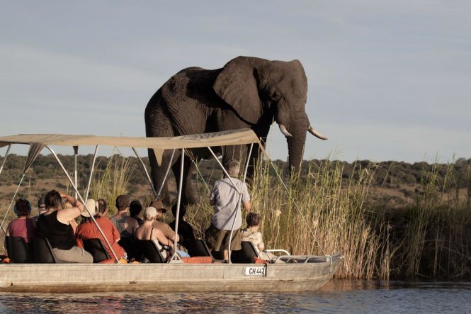 Du khách ngắm voi khi đang ngao du trên dòng Chobe ở công viên quốc gia Botswana Chobe thuộc Botswana - Ảnh: CHRIS JEK/Getty Images