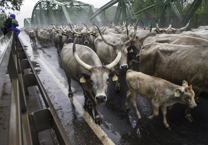 Đàn trâu nước và bò khổng lồ di chuyển trú đông trên cầu bắc ngang sông Tisza tới đồng cỏ mùa hè ở Tiszaalpar, Hungary hôm 2-5 - Ảnh: SANDOR UJVARI/EPA
