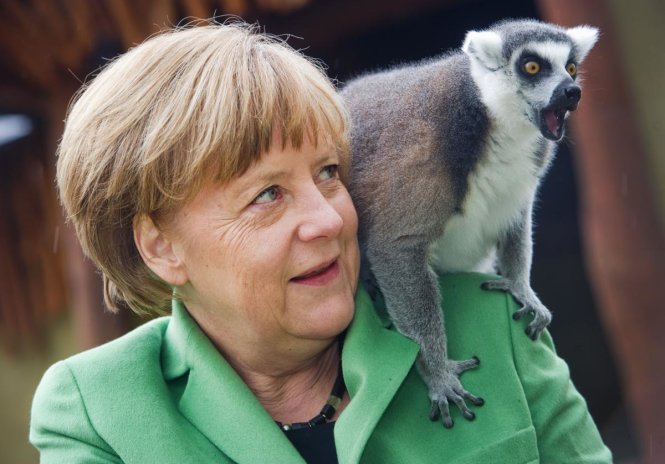 Một con vượn cáo ngồi trên vai của thủ tướng Đức Angela Merkel hôm 30-4 trong chuyến thăm của bà tại một công viên ở Marlow thuộc miền đông nước Đức - Ảnh: STEFAN SAUER/Getty Images