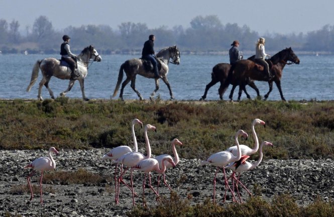 Đàn chim hồng hạc bình thản kiếm ăn khi những người cưỡi ngựa đi ngang qua trong khu vực công viên tự nhiên Camargue, Pháp ngày 12-4 - Ảnh: Jean-Paul Pelissier/Reuters