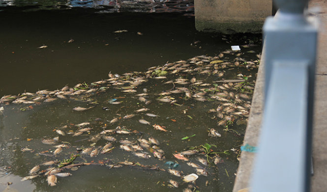 Cá nổi trắng mặt nước kênh Nhiêu Lộc - Thị Nghè, đoạn qua Q. Tân Bình, Q.3 - Ảnh: Mậu Trường