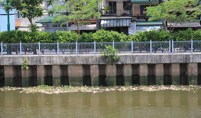 Sát bờ kè, cá chết trắng kéo thành một vệt dài hơn 100m trên kênh Nhiêu Lộc - Thị Nghè, đoạn qua Q. Tân Bình, Q. 3 - Ảnh: Mậu Trường