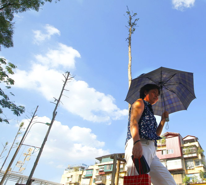 Hàng cây mỡ gầy guộc, trơ trọi giữa trưa hè trên phố Nguyễn Chí Thanh. Theo kết luận Thanh tra TP Hà Nội, việc trồng cây trên phố này duyệt một đằng, làm một nẻo - Ảnh: Nguyễn Khánh