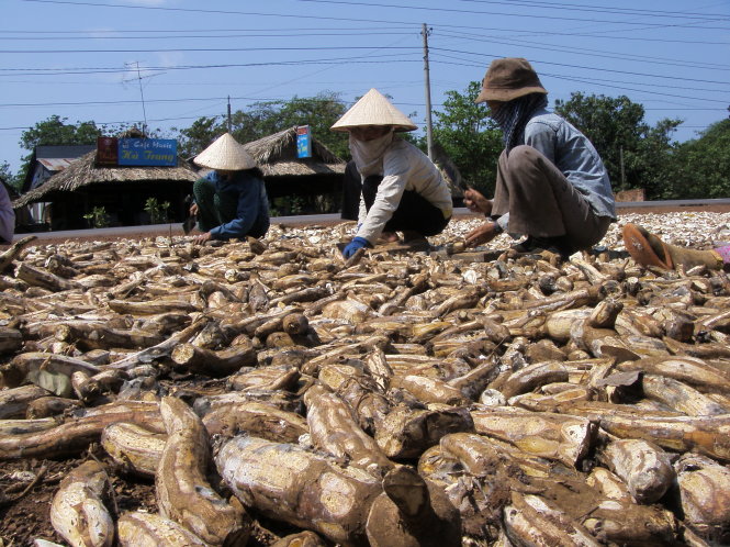 Nông dân Bình Phước phơi khoai mì - Ảnh: Trần Mạnh