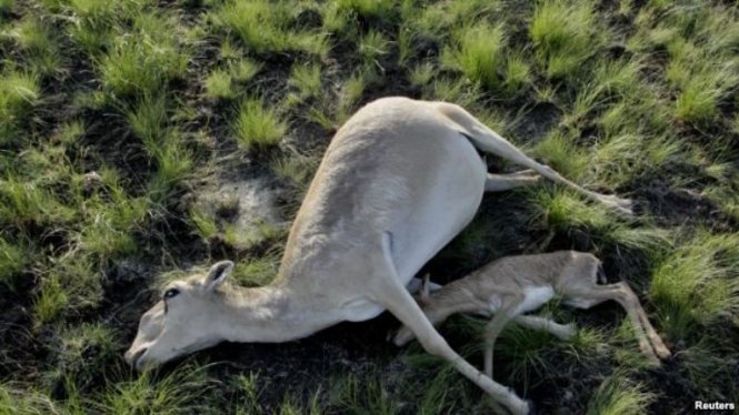 Hai mẹ con linh dương nằm chết trên vùng đồng cỏ Kazakhstan - Ảnh: Reuters