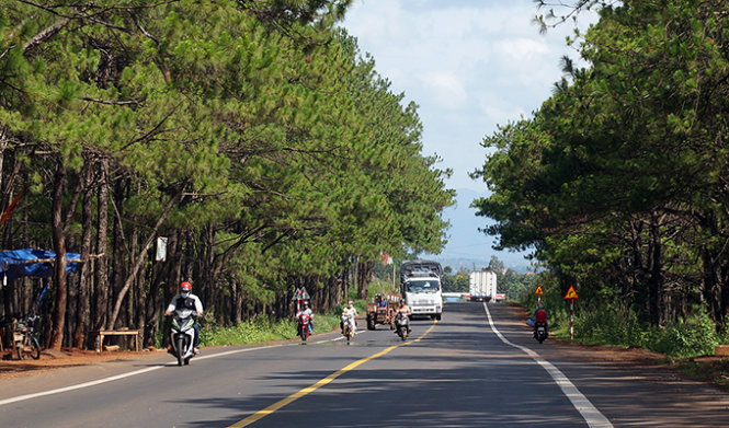 QL 14 đoạn đi qua rừng thông phòng hộ ở xã Trường Xuân, H. Đắk Song, tỉnh Đắk Nông (ảnh chụp chiều 24-5) - Ảnh : N.C.T.