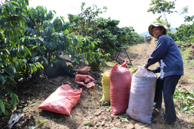 Nông dân Đức Trọng, Lâm Đồng thu hoạch cà phê - Ảnh: Trần Mạnh