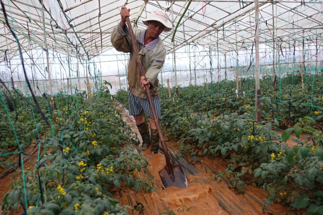 Nông dân vùng rau Chi Lăng dọn vườn cà chua sau lũ - Ảnh: Mai Vinh