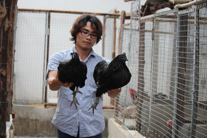 Do nguồn cung khan hiếm, giống gà đen Indonesia có giá tới 1,5 triệu đồng/con một tháng tuổi, gà bố mẹ 2.500 USD/con - Ảnh: T.Mạnh