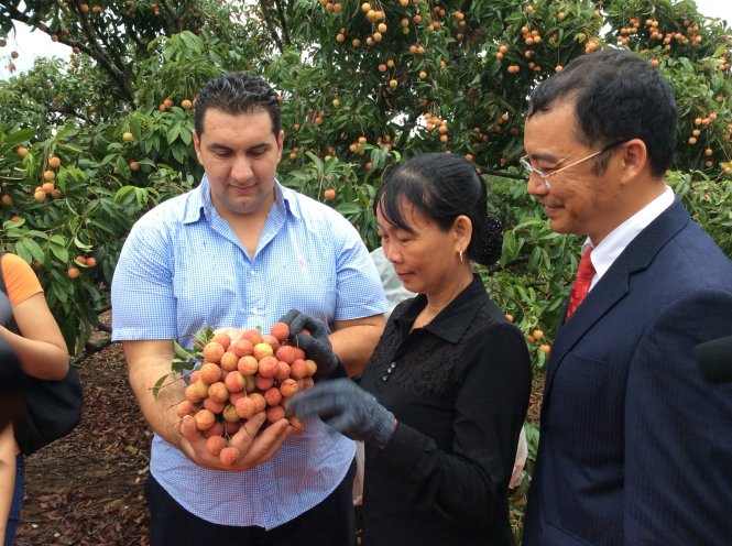 Đại diện doanh nghiệp Úc (bìa trái) kiểm tra chất lượng trái vải tại một nhà vườn ở Chí Linh (Hải Dương) ngày 7-6 - Ảnh: Dũng Tuấn
