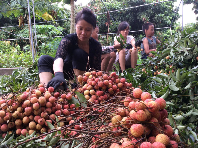 Nông dân thu hoạch vải tại huyện Thanh Hà - Ảnh: Dũng Tuấn