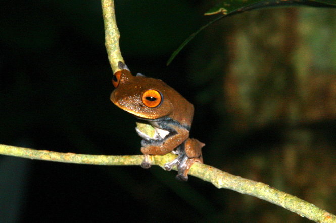 Ếch ma cà rồng bay là loài ếch quý hiếm đang sống tại Vườn quốc gia Bidoup – Núi Bà. Ảnh: NHẬT TIÊN
